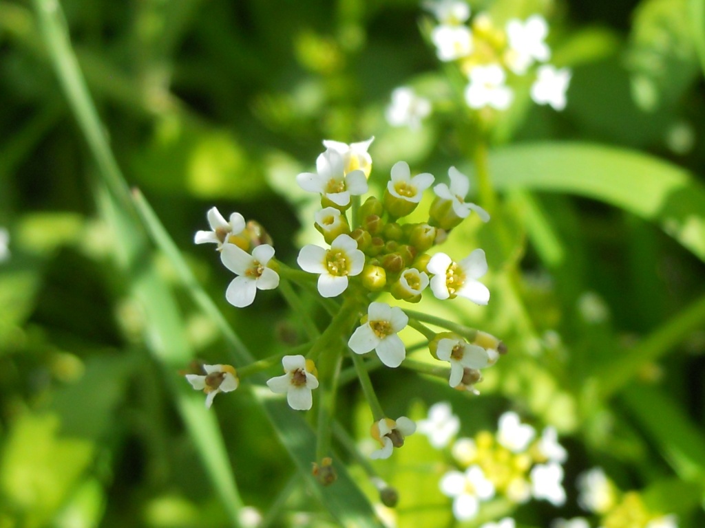 Calepina irregularis